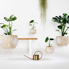 Monstera is a genus of 45 species of flowering plants in the arum family, araceae, native to tropical regions of the americas. Fruit Salad Plant Monstera Deliciosa Angus Celeste
