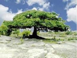 Image result for Limosella maior