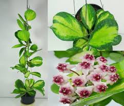 Image result for Vitex obovata