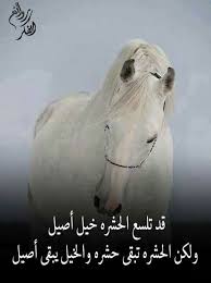 بعض العالم حشرة و مفكرين حالهم شي مهم Arabic Quotes Great Words Words