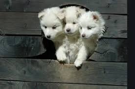 Cerberus Guarding The Gates Of Hades In 2020 Cerberus Gate Of Hades Animals