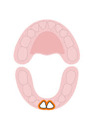 Baby Teeth Order Of Appearance And Loss Images
