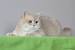 Black Golden British Shorthair