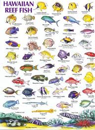 Www Tresselt De Fish Chart Hawaii Hawaiian