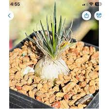 Image result for Ornithogalum pulchrum