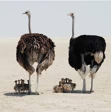 مزارع نعام مصر - Egypt ostrich farms - من أهم مشاكل تربية النعام  ⚠️⚠️⚠️.البوست ده مهم جدااااااااا #ابداء صح. هتنجح .#وتعدي بر الامان . 1-عدم  توفر الأيدي العاملة الفنية والخبرات والأطباء وخبراء