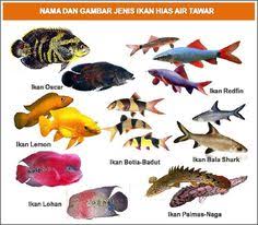 Ikan air tawar killfish umumnya adalah ikan yang damai dan bergerak dengan baik dengan ikan lain. 11 Ide Ikan Ikan Ikan Air Tawar Air Tawar