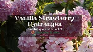 I received 2 trees as a gift and was very skeptical when they arrived of their leaf color, size, etc. Vanilla Strawberry Hydrangea Landscape Tip For Home Owners Youtube
