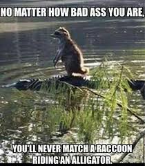 40 Amusing Animal Pics That Are Guaranteed To Brighten Your Day Raccoon Funny Cute Funny Animals Funny Animals