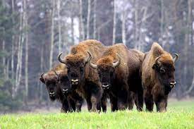 Dies unterscheidet den wisent unter anderem vom bison, bei dem dies häufiger vorkommt. Nationalpark Bialowieza