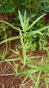 Image result for Spermacoce deserti