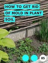 Learn How To Get Rid Of Mold In Plant Soil How To Guides Tips And Tricks Garden Layout Vegetable Vegetable Garden Planner Garden Layout