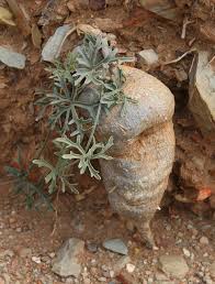 Image result for Kedrostis capensis