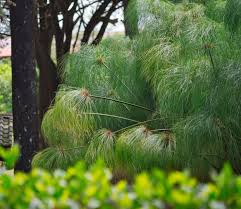 Image result for Cyperus papyrus