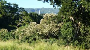 Image result for Cordia africana