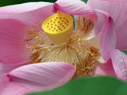 In hindu culture, it is said that gods and goddesses sat on lotus thrones. Lotus Flowers 37 Types Meaning And Pictures Florgeous