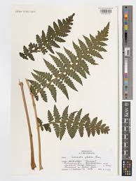 Image result for Blotiella glabra