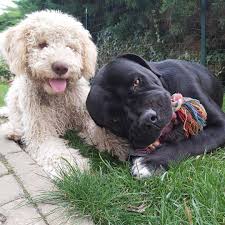 Otto Vs Ettore Lagotto Lagottoromagnolo Canecorso Cani Cane Dog Dogs Instadog Instaanimal Animals Animal Bau Animals Cane Corso Labrador Retriever