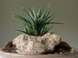 5 Succulents For Low Light Environments World Of Succulents Low Light Succulents Low Light Plants Succulent Garden Indoor
