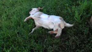 10 Fainting Goat Videos That Will Have You In Stitches