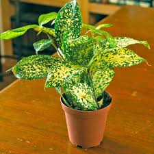 Image result for Dracaena laxissima