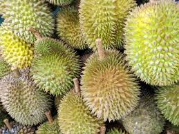 Ciri ciri daun durian bawor musang king oche youtube. Ini Dia Jenis Serta Ciri Ciri Durian Yang Banyak Dicari Pak Tani Digital