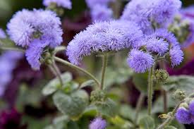 Image result for Ageratum
