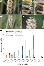 Image result for Hypolytrum goetghebeur