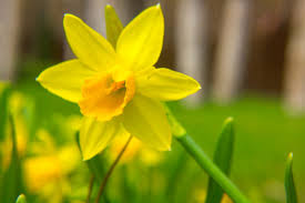 Yellow bell, yellow trumpet bush (tecoma stans). A Beginner S Guide To 13 Types Of Daffodils Here By Design