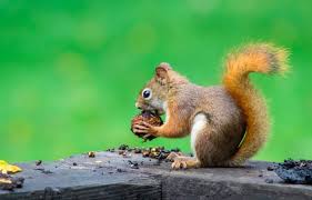 Maybe you would like to learn more about one of these? Squirrels In Your Garden Fernhill Garden Centre