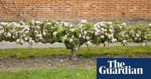 The modern way to grow fruit trees is to train them as vertical cordons. Trained Fruit In Pictures Life And Style The Guardian