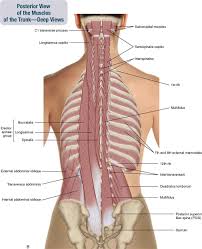 The rectus abdominis runs between the ribs and the pubic bone and supports movements between the rib cage and the pelvis. 8 Muscles Of The Spine And Rib Cage Musculoskeletal Key