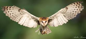 Barn Owl By Andresecours Barn Owl Barn Owl Art Barn Owl Tattoo