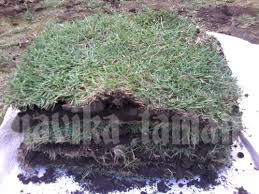 Rumput gajah mini / jasa pasang taman di tokopedia ∙ promo pengguna baru ∙ cicilan 0% ∙ kurir instan. Jual Rumput Jepang Peking Dan Jasa Tanam Rumput Taman Navika Taman