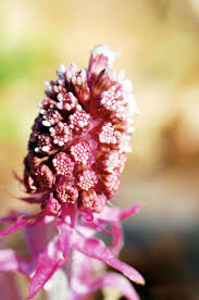 With an emphasis on common and easy to grow species. Alan Titchmarsh S Guide To Latin Names Of Our Favourite Flowers Express Co Uk