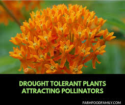 We did not find results for: 6 Drought Tolerant Plants Attracting Pollinators Butterflies Hummingbirds