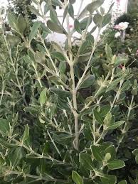 Image result for Olearia