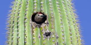 I just heard of this today. 8 Incredible Bird Nests From Around The World Birdlife