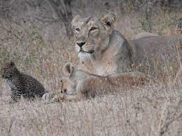 The Leopard Cub With The Lioness Mom The New York Times, 59% OFF