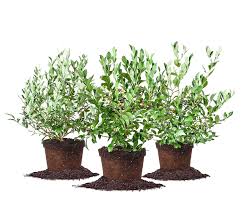 Maybe you would like to learn more about one of these? Assortment Of 3 Blueberry Plants For Sale Perfect Plants Nursery