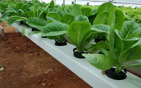 Growing Romaine Lettuce Or Cos Lettuce In Hydroponics