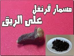 شاهد ماذا سيحدث من فوائد بعض مضغ القرنفل صباحا على الريق ومعدة فارغة Youtube Beauty Skin Care Routine Beauty Skin Care Health