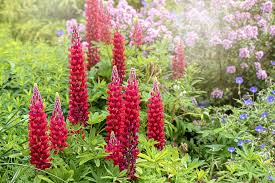 Make sure the tall plants don't block the shorter plants from the sun. 20 Best Perennial Flowers Easy Perennial Plants To Grow