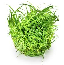 Image result for Eriocaulon schimperi