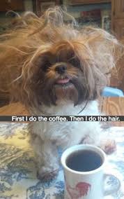 First I Do The Coffee Then I Do The Hair Morning Coffee Humor Dog Funny Badhairday Funny Animal Pictures Funny Dog Pictures Animal Memes