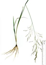 Image result for Eragrostis atrovirens