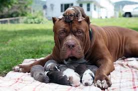 There is so much confusion around the world at every single level. World S Largest Pitbull Hulk Has 8 Puppies Worth Up To Half A Million Dollars Bored Panda