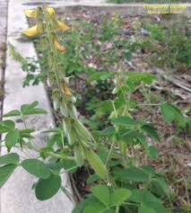 Image result for Crotalaria incompta