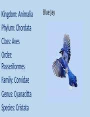 06 01 Classification Of Living Organisms Docx Taxonomy