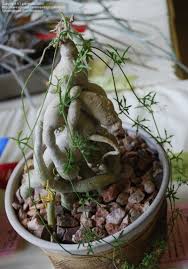 Image result for Kedrostis africana